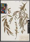 Foto von Salix alba L.